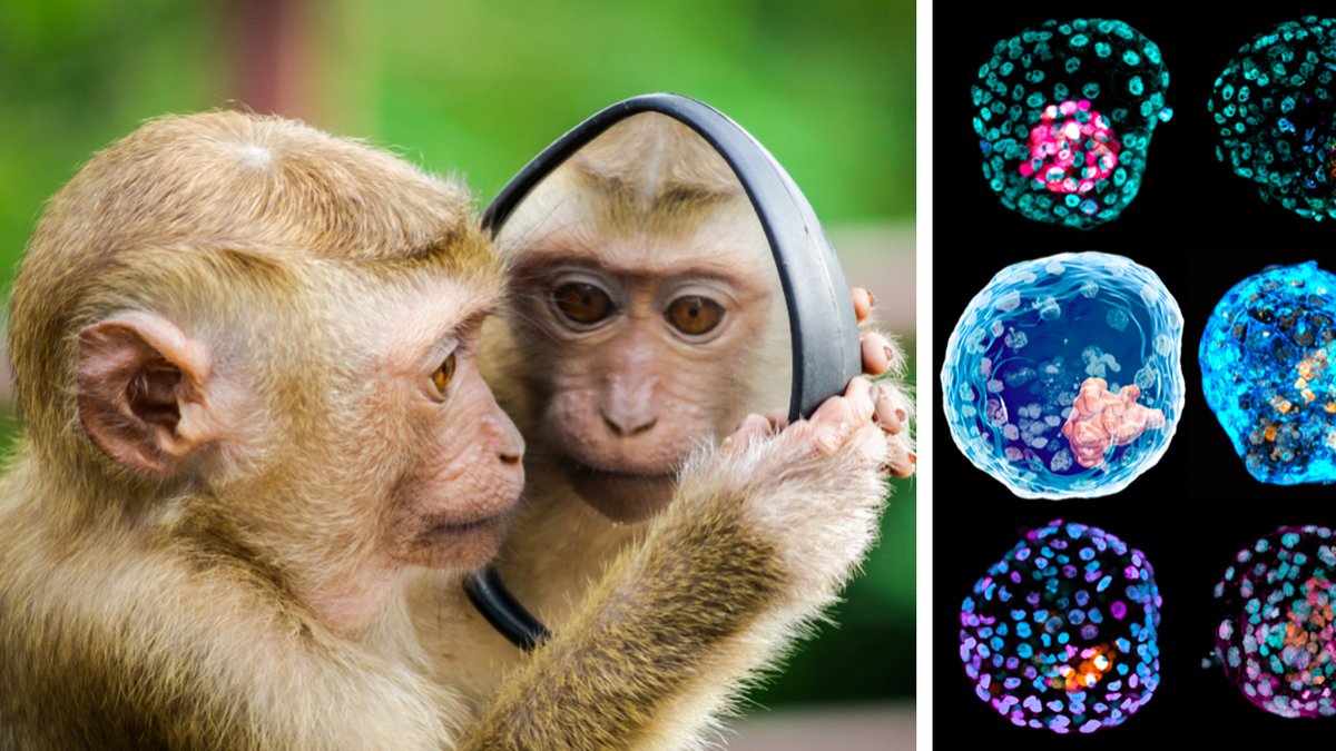 Forskare har skapat hybrid av människa och apa i labb.